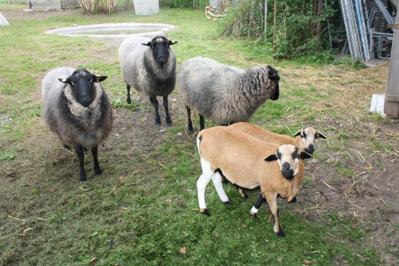 Landpension Zum Schweizerberg Neugrimnitz Esterno foto